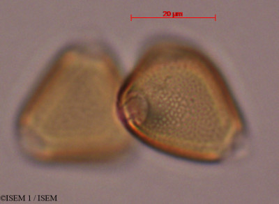 ISEM 1/Erythrina_edulis_29308/Erythrina_edulis_29308_0001(copy)_thumb.jpg